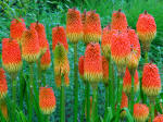 Knifophia Red Hot Pokers